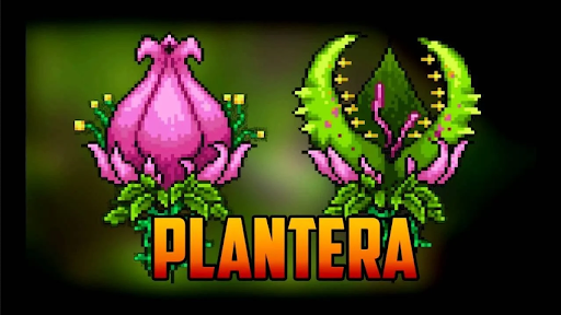 acheter Plantera clé de jeu bon marché