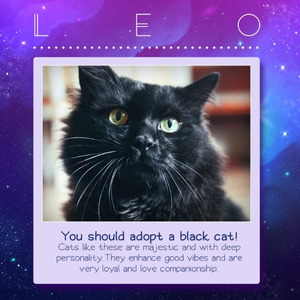 Zodiacats - Adopter Horus