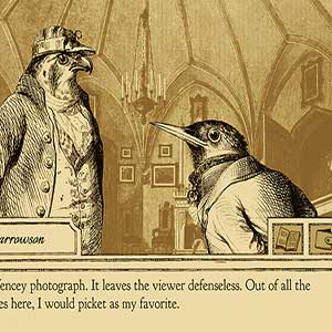 Photo de la clôture de Sparrowson