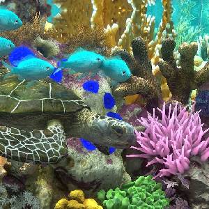 Behind Glass: Aquarium Simulator - Tortue de Mer