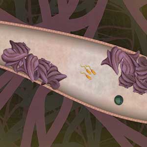 Acheter BIORHYTHM Clé CD Comparateur Prix