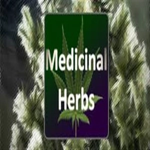 Medical Herbs Cannabis Grow Simulator Pc