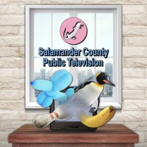 Acheter Salamander County Public Television Clé CD Comparateur Prix