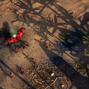 Empires of the Undergrowth Coccinelle Combattante