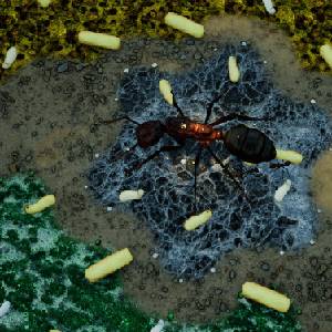 Empires of the Undergrowth Exploding Ants - Miettes