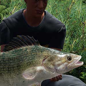 huge predator fish
