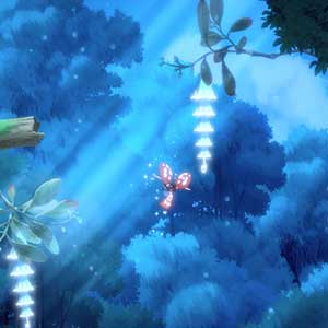 Hoa Nuit De La Cime Des Arbres