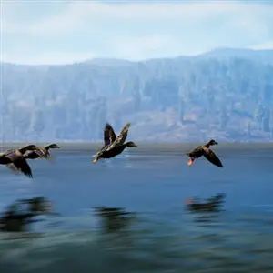 Hunting Simulator 3 - Canards Colverts