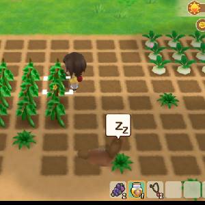 Story of Seasons Friends of Mineral Town - Cultures