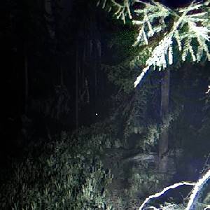 Together After Dark - Branche d'arbre